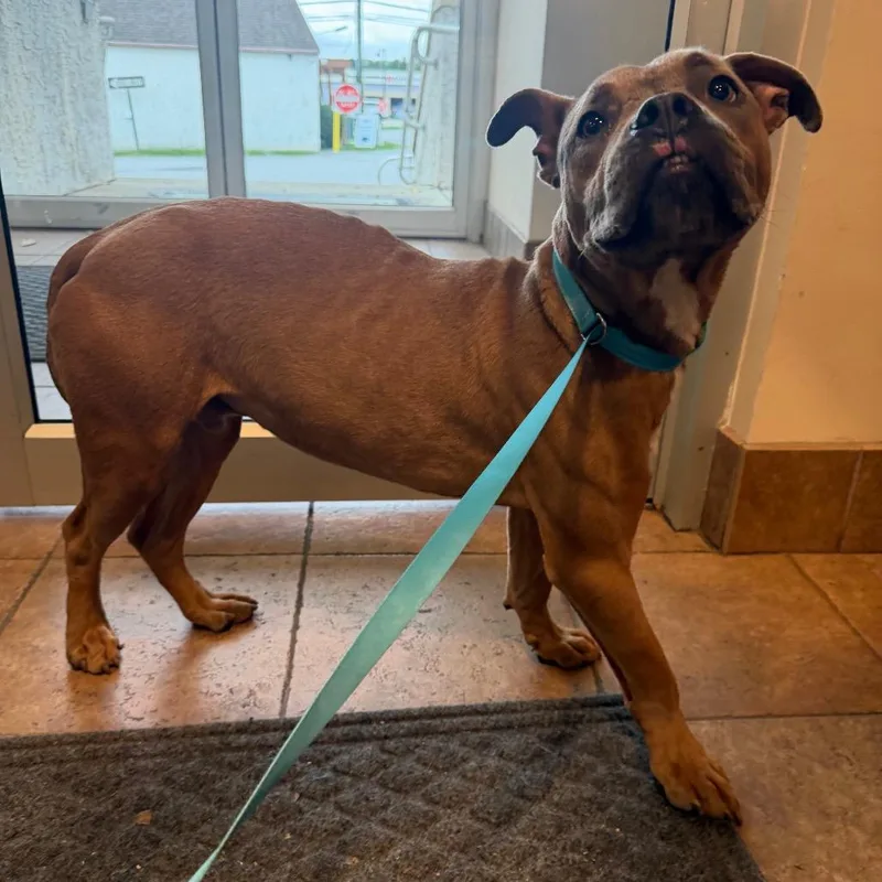 A young medium-sized male Staffordshire Bull Terrier dog named "Turtle" for adoption in Perkiomenville, PA