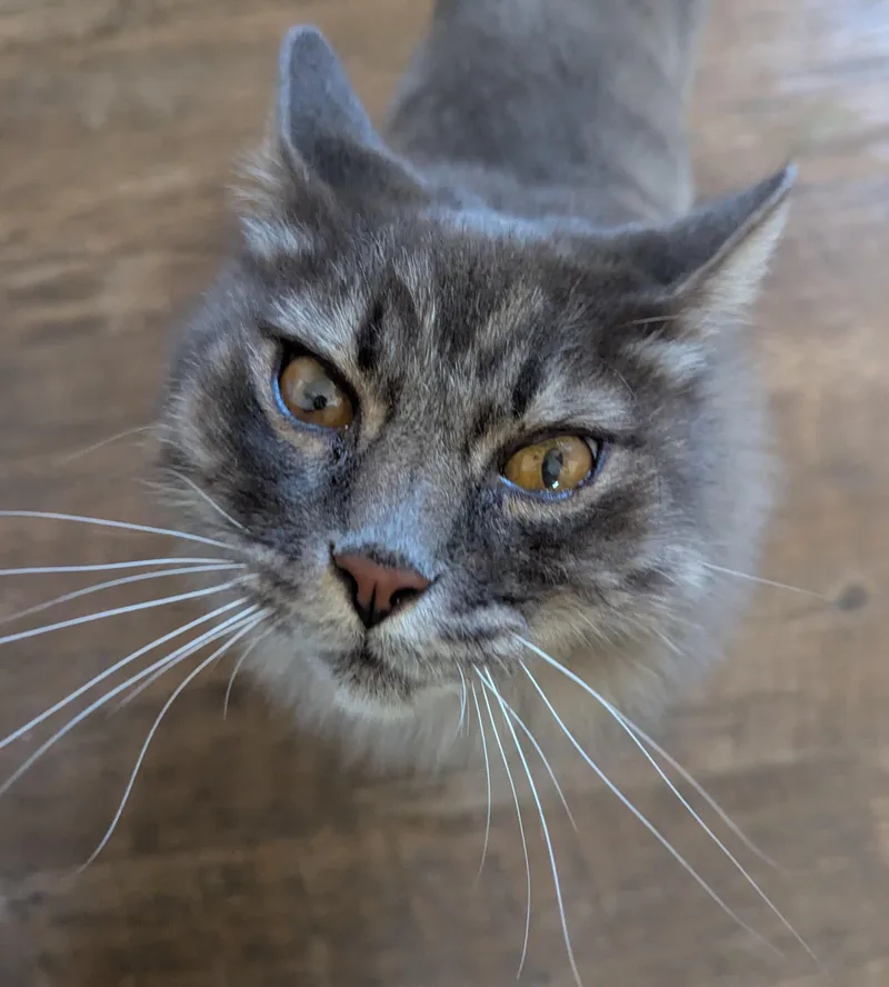 An adult medium-sized male Domestic Long Hair cat named BO & HOPE  for adoption in Prescott, AZ
