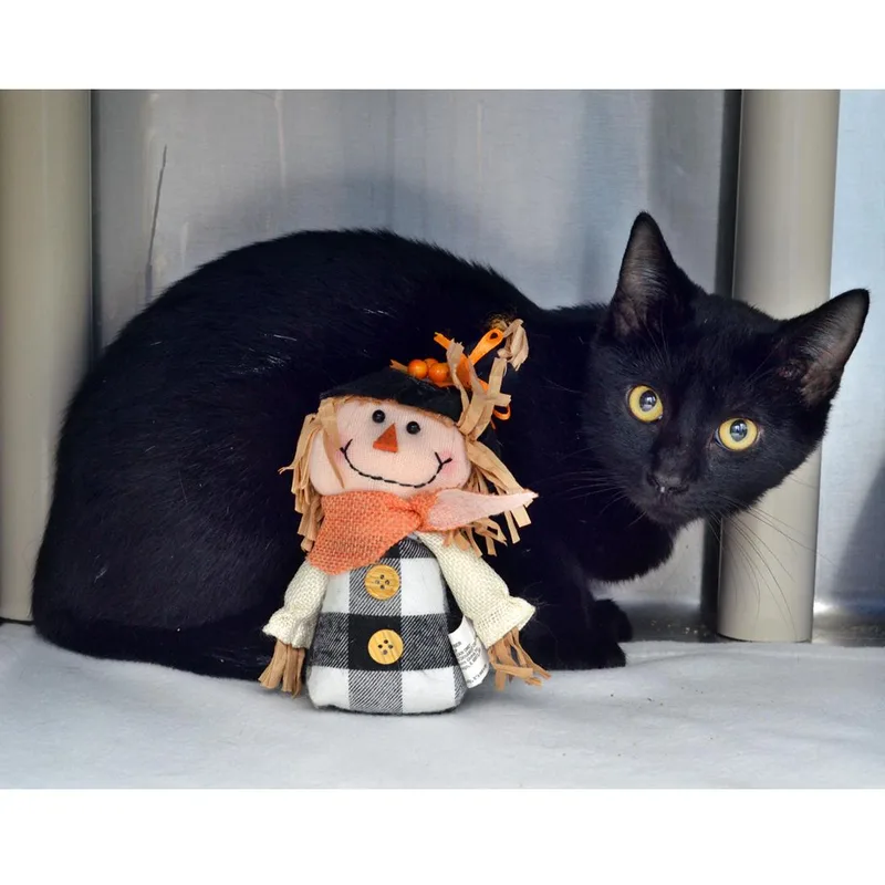 A baby medium-sized male Domestic Short Hair cat named Colt for adoption in Sanford, FL