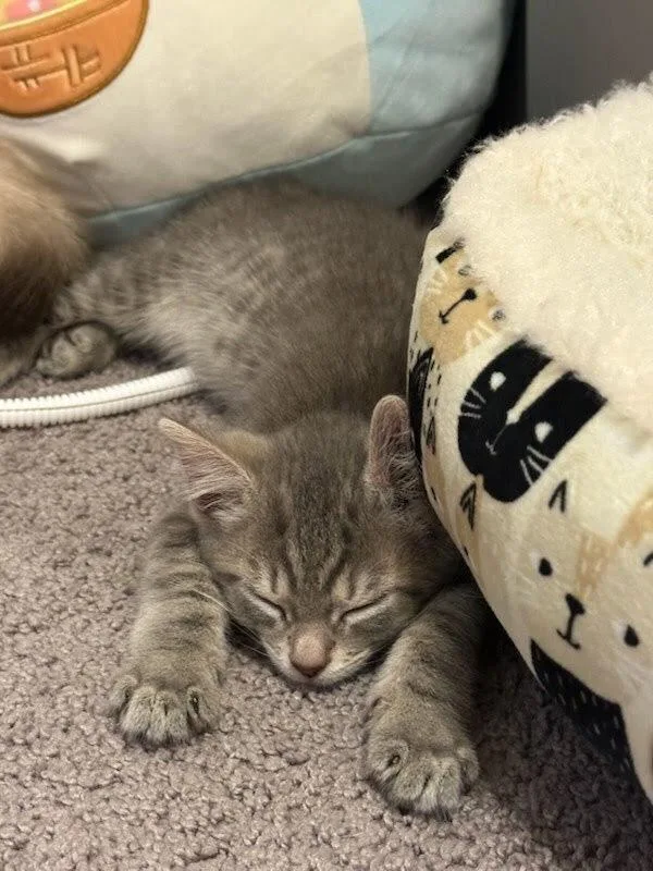 A baby small-sized female Domestic Short Hair cat named Ember for adoption in Patchogue, NY