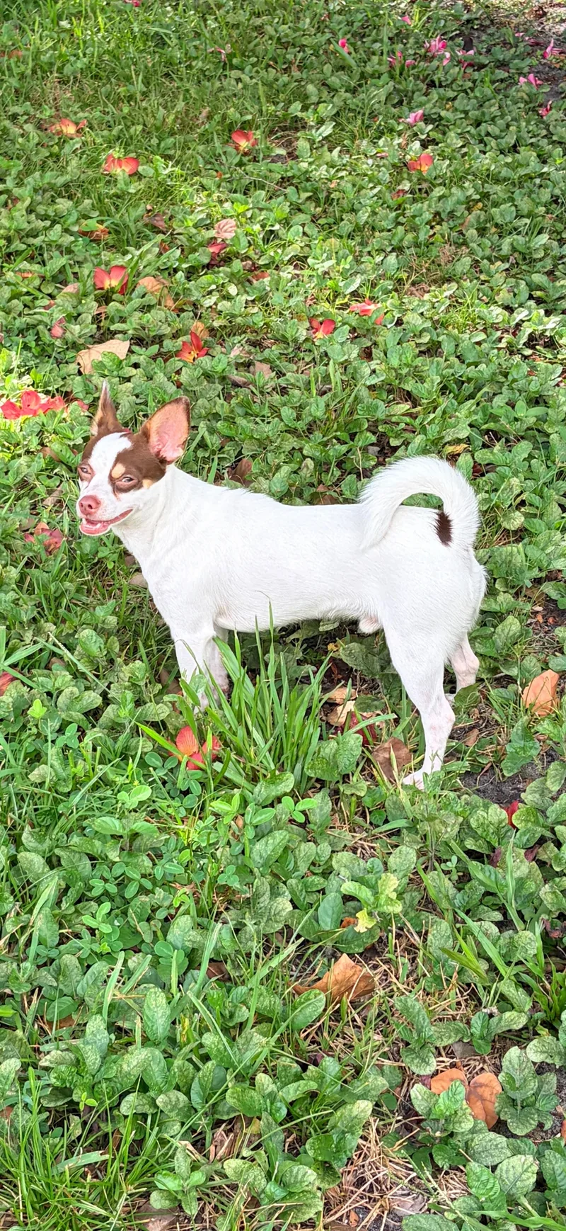A young small-sized male Chihuahua dog named Papi for adoption in Lauderhill, FL