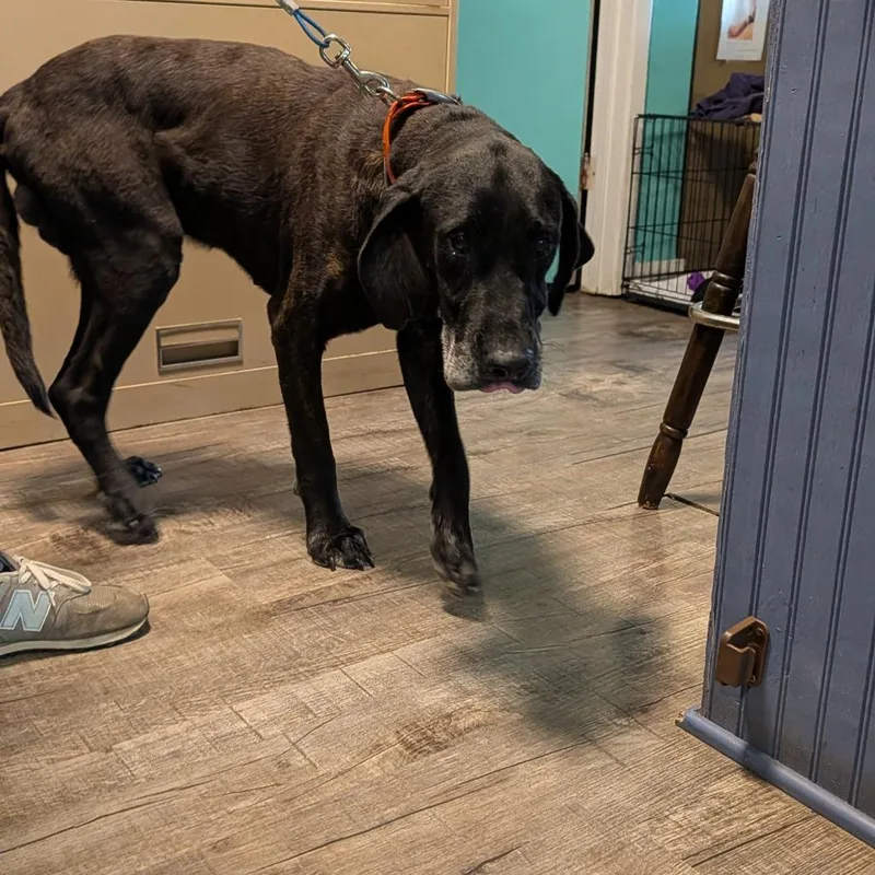 A senior large-sized male Brindle Hound dog named Ol' Man for adoption in Jefferson city, TN