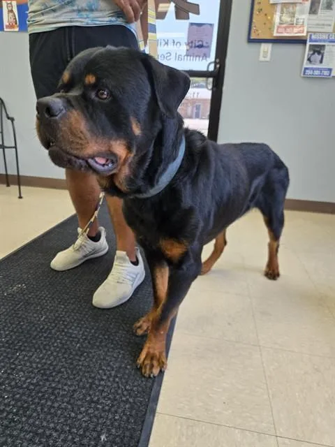 A young large-sized male Rottweiler dog named Rufus for adoption in Killeen, TX