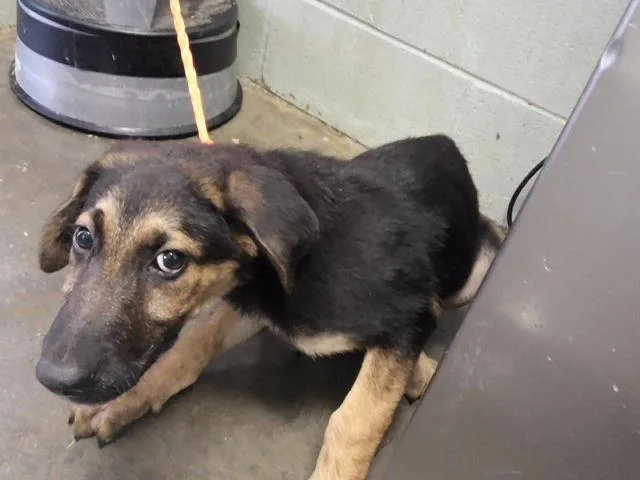 A baby small-sized female German Shepherd Dog dog named Donna for adoption in Tulsa, OK