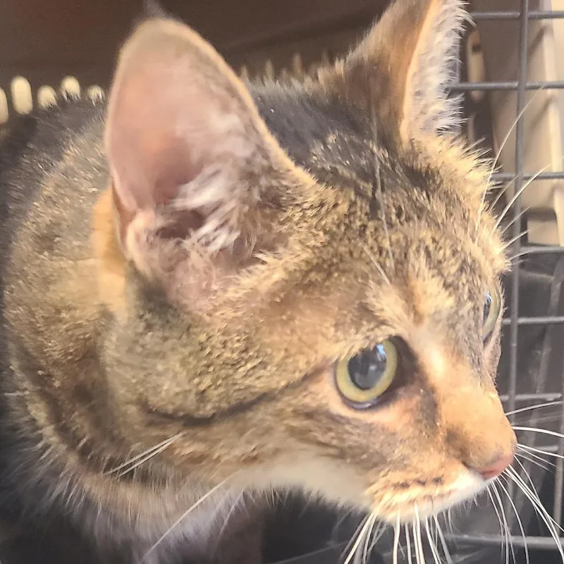 A senior small-sized male Brown / Chocolate Domestic Short Hair cat named Larry for adoption in Hemet, CA