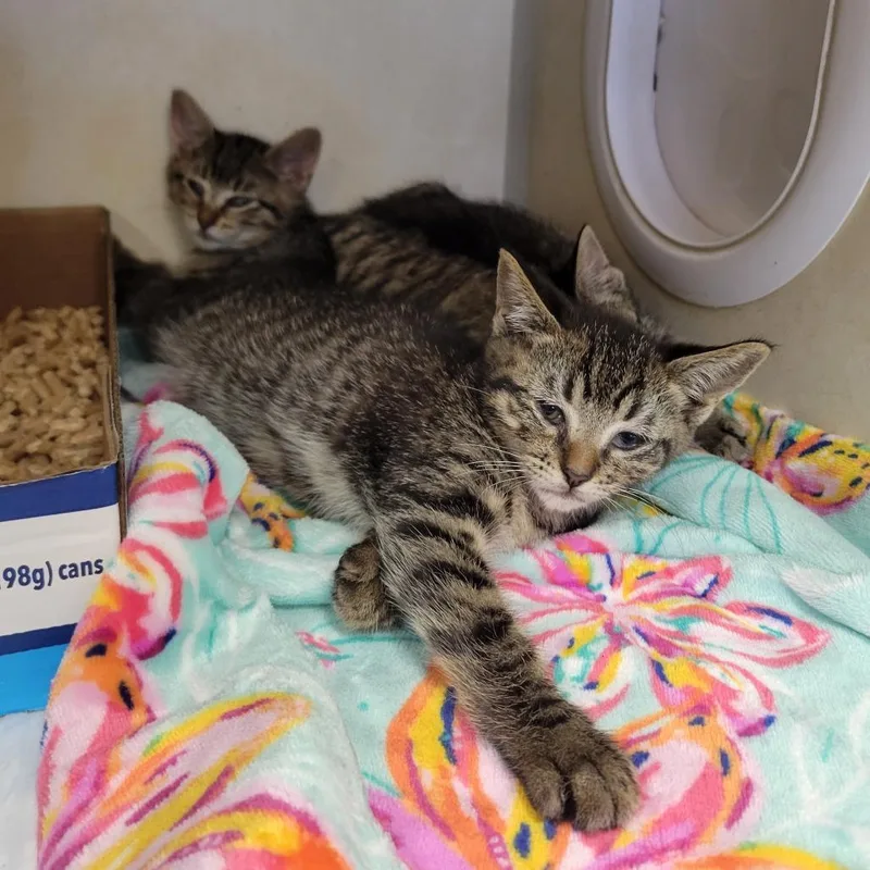 A baby small-sized female Brown / Chocolate Domestic Short Hair cat named Sunscreen Brands for adoption in Westminster, CA