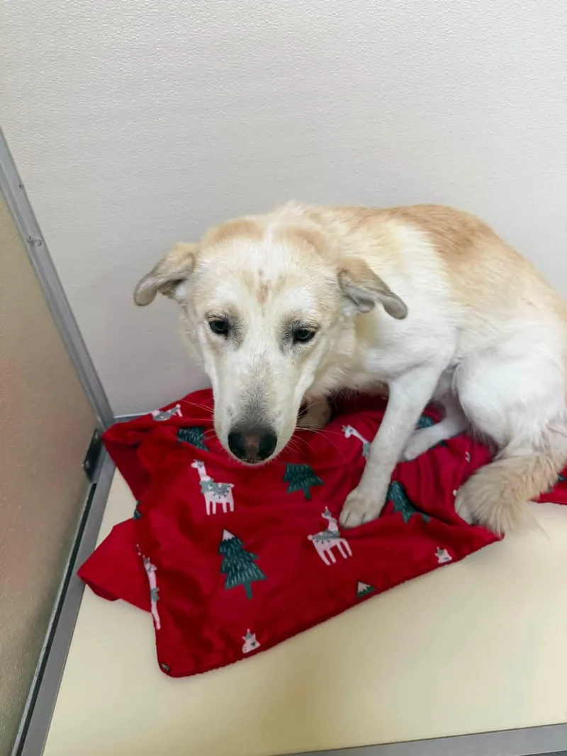 A young large-sized female Apricot / Beige Mixed Breed dog named Willow for adoption in Rawlins, WY
