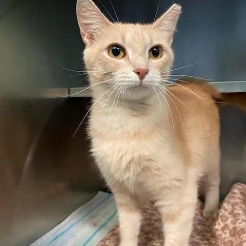 A young medium-sized female Buff / Tan / Fawn Domestic Short Hair cat named Blondie for adoption in Dayton, OH
