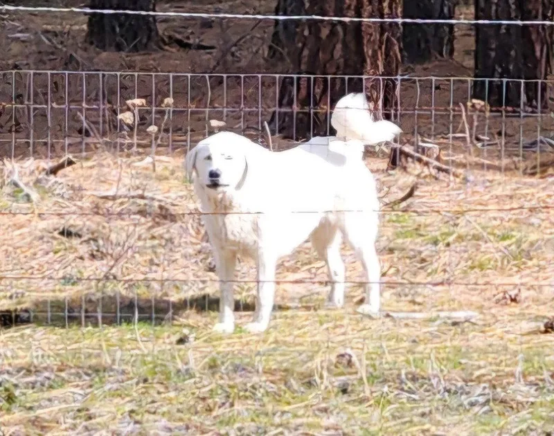 An adult large-sized female Great Pyrenees dog named Angel for adoption in Battle Ground, WA