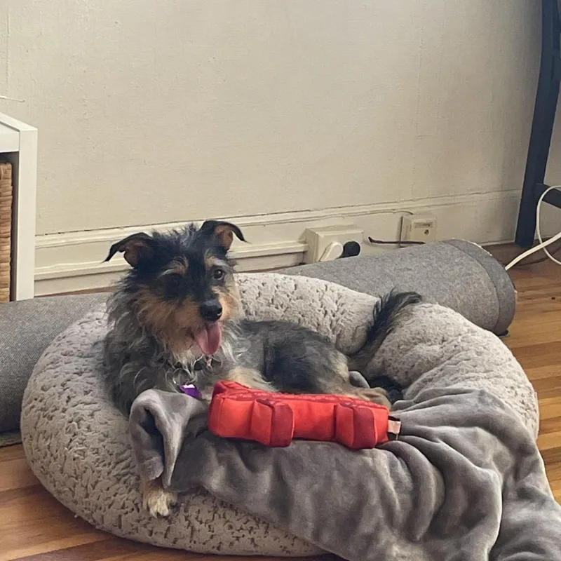 A senior small-sized female Gray / Blue / Silver Terrier dog named Glinda for adoption in San Francisco, CA