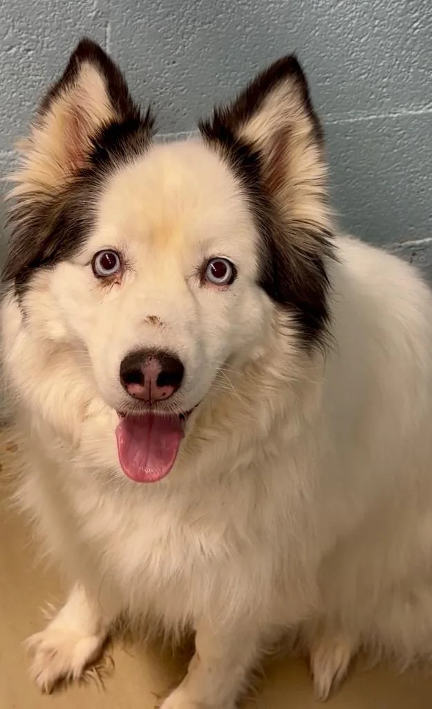 An adult large-sized female Siberian Husky dog named Sesi for adoption in Blountville, TN