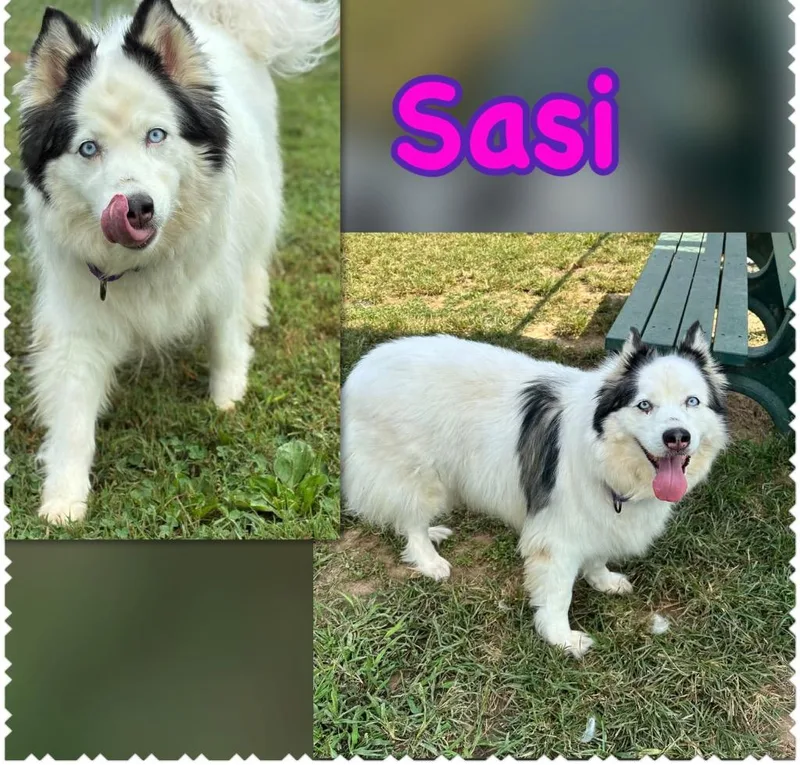 Sesi thumbnail 2