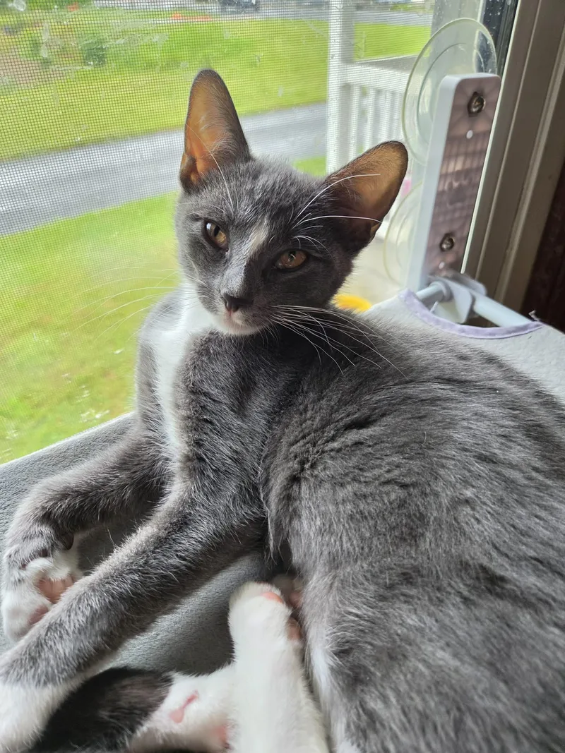 A baby medium-sized female Gray & White Domestic Short Hair cat named Harley for adoption in Stewartsville, NJ