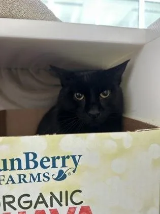 An adult large-sized male Domestic Short Hair cat named Jimmy for adoption in Westland, MI