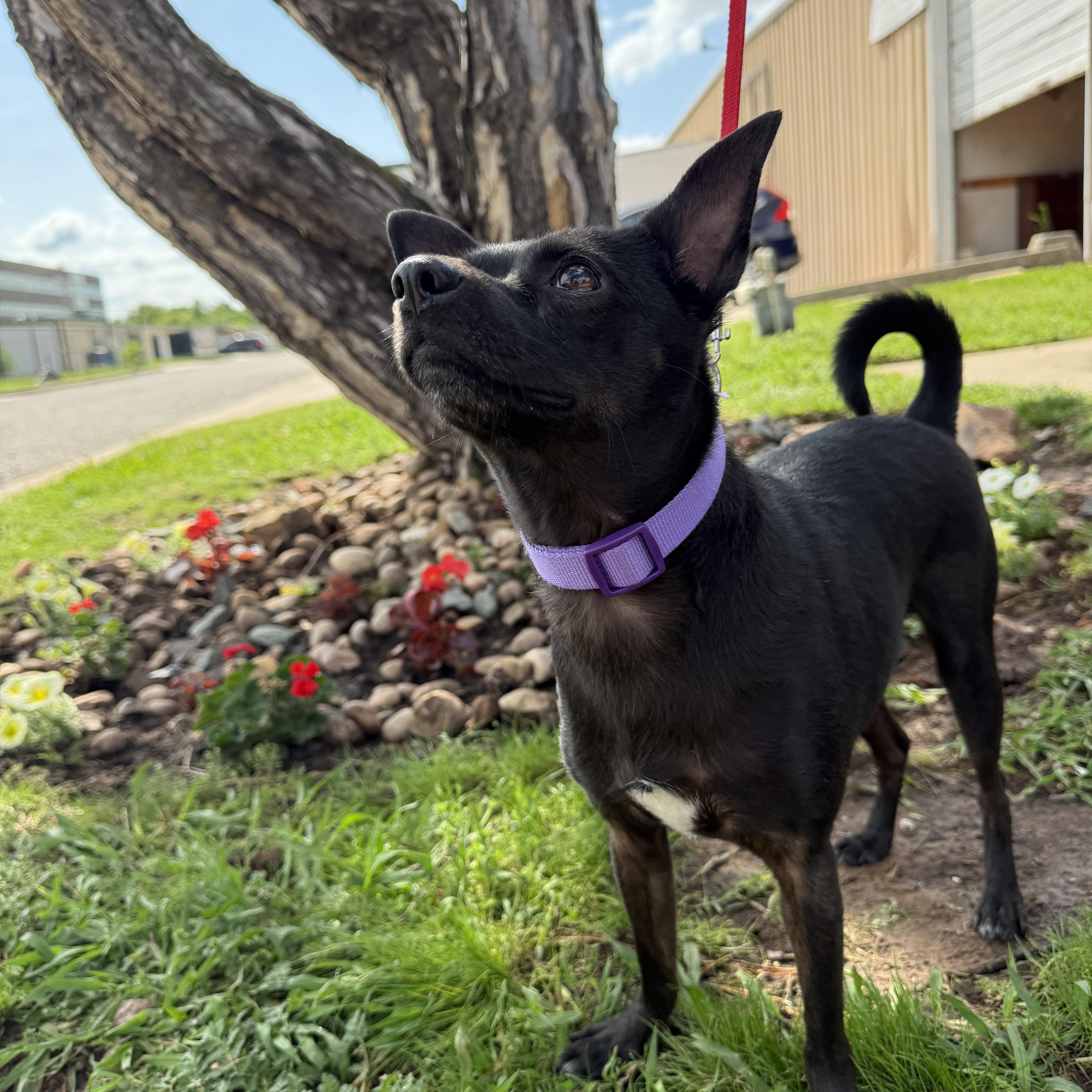 Chuey Yeahque thumbnail 2