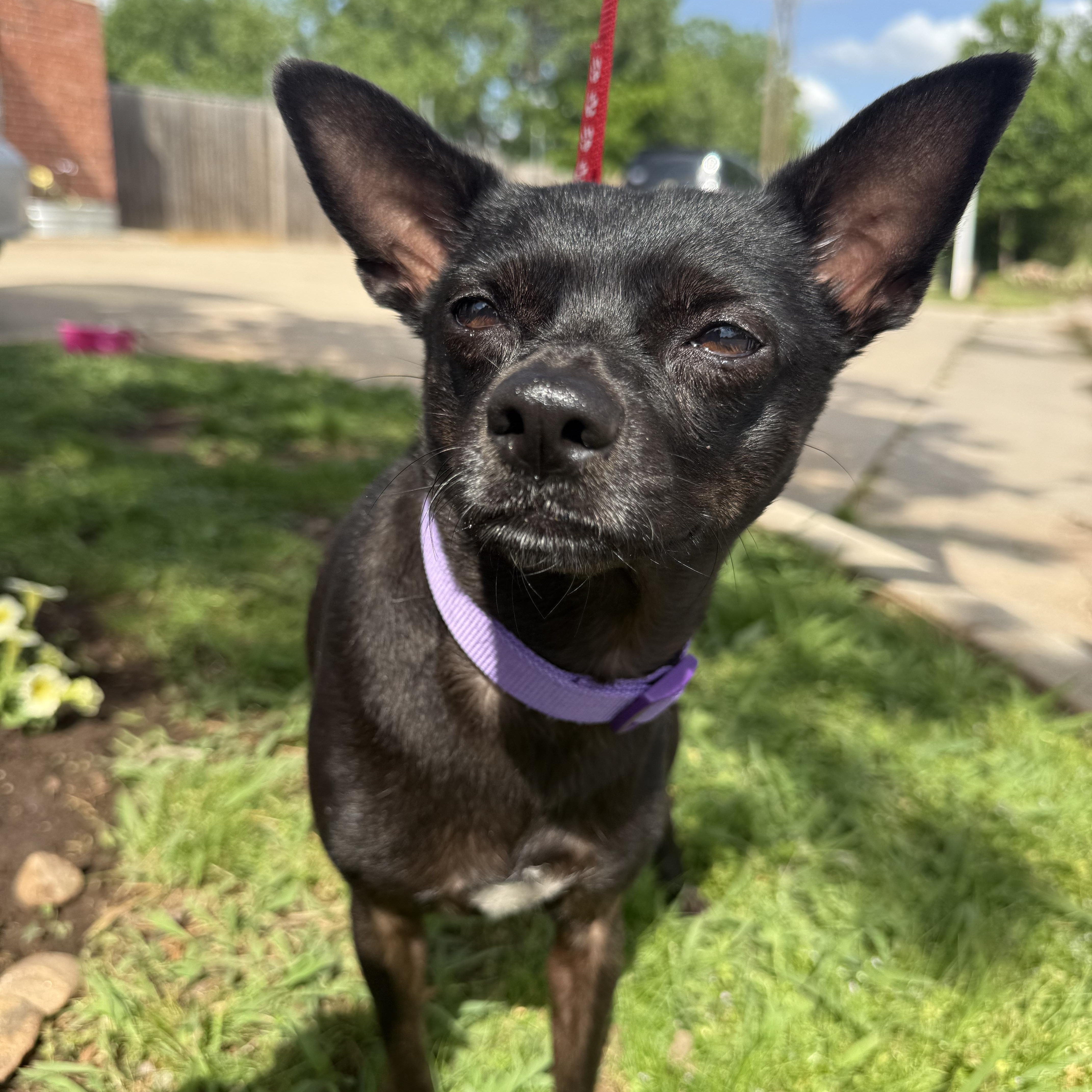 Chuey Yeahque thumbnail 3