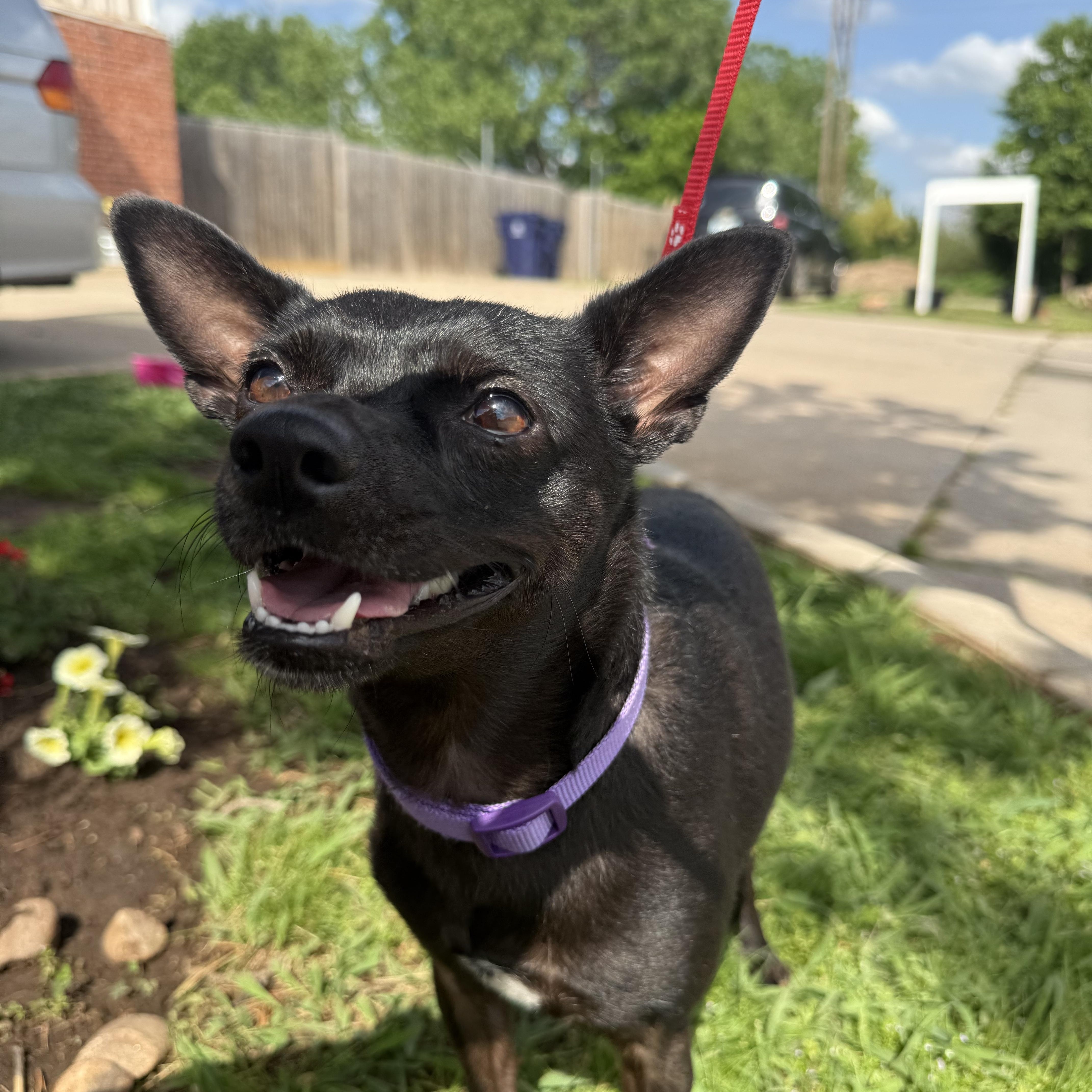 Chuey Yeahque thumbnail 4