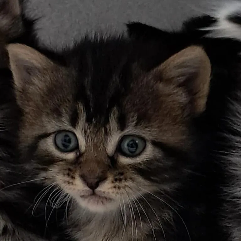 A baby small-sized female Gray / Blue / Silver Domestic Short Hair cat named Aster for adoption in Buffalo, WY