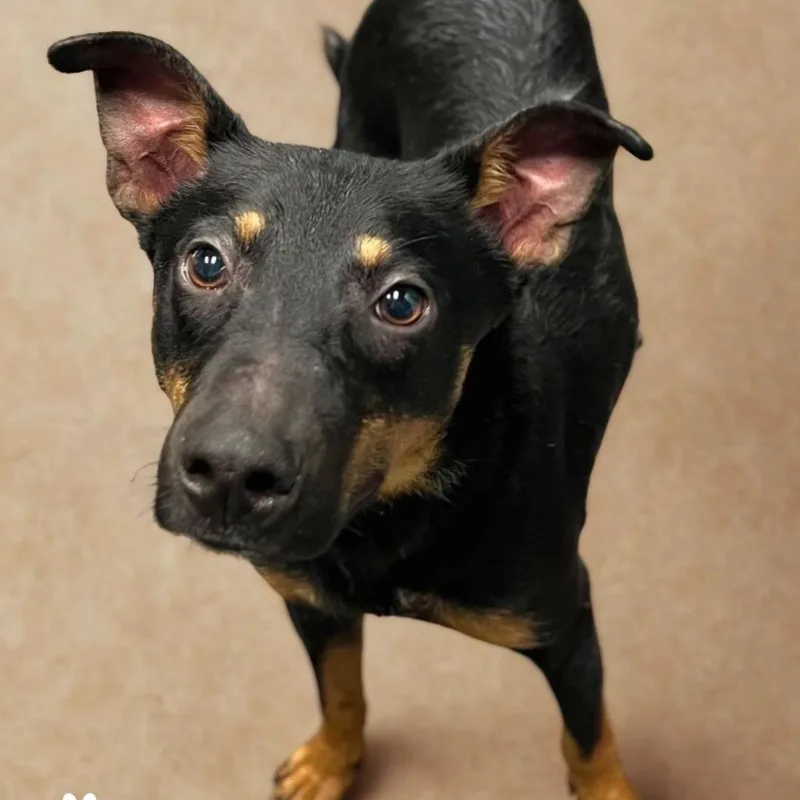An adult medium-sized male Black Mixed Breed dog named Tito for adoption in Naples, FL