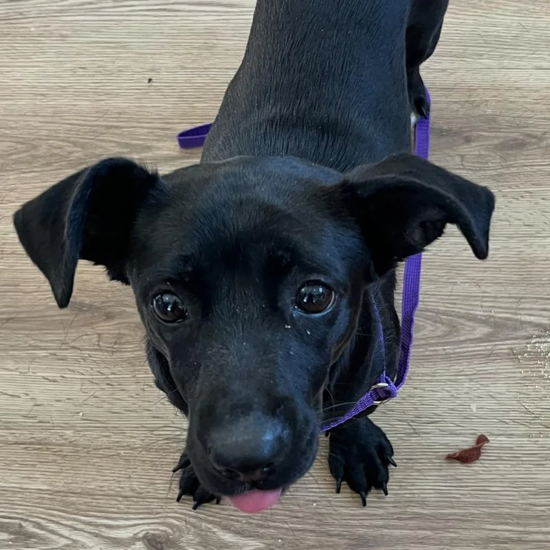 Gracie
