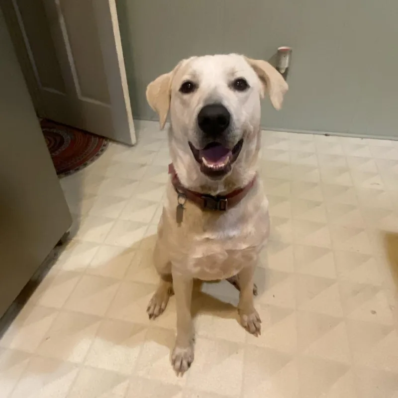 An adult large-sized female White / Cream Yellow Labrador Retriever dog named Izzie for adoption in Durham, NC