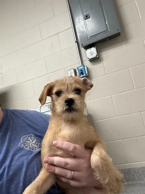 A baby small-sized male Schnauzer dog named A for adoption in Pasadena, TX
