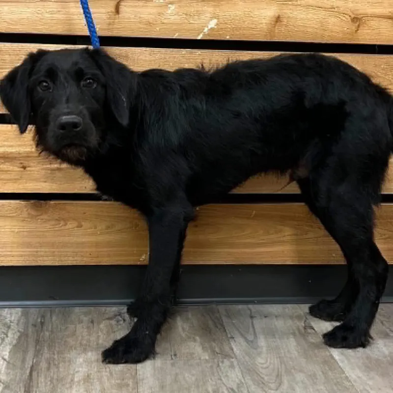 A young medium-sized male Black Labrador Retriever dog named Bo for adoption in Mount Pleasant, TX