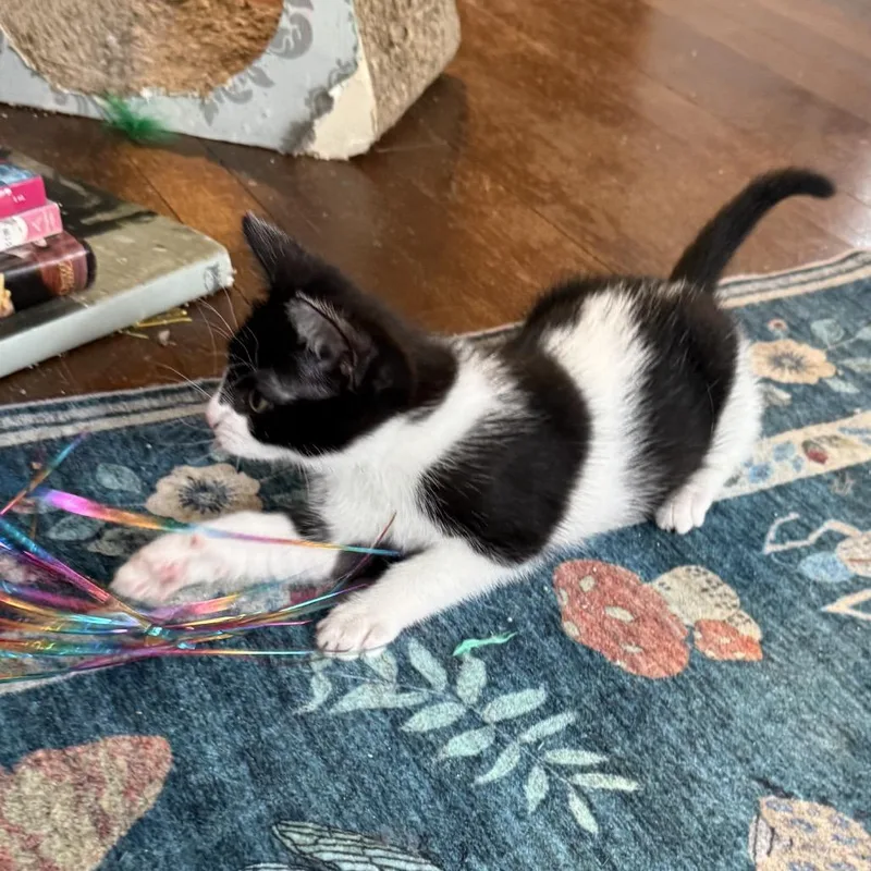A baby small-sized female White Domestic Short Hair cat named Opal for adoption in Houston, TX