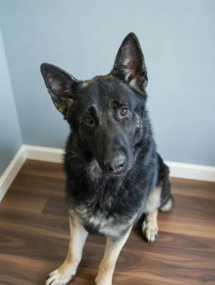 Titus