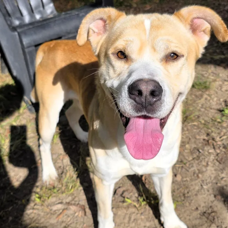 An adult medium-sized male Labrador Retriever dog named Forest for adoption in Michigan City, IN