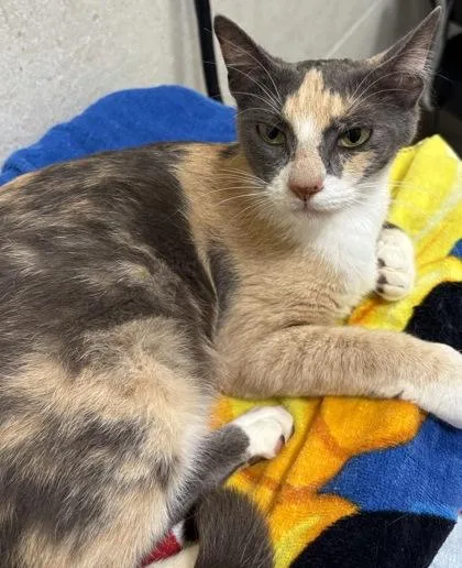 An adult small-sized female Domestic Short Hair cat named Honey for adoption in Honolulu, HI