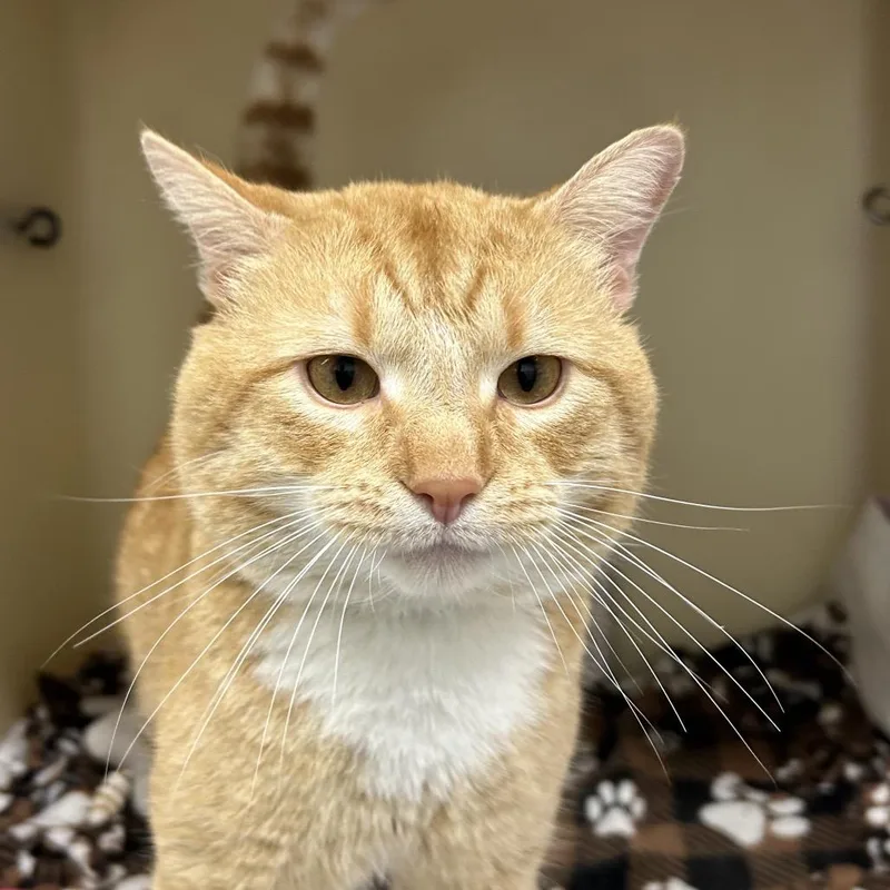 An adult large-sized male Orange / Red Domestic Short Hair cat named Bob for adoption in Zanesville, OH