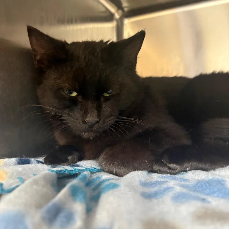 A young medium-sized female Black Domestic Short Hair cat named Megan for adoption in Newark, NJ
