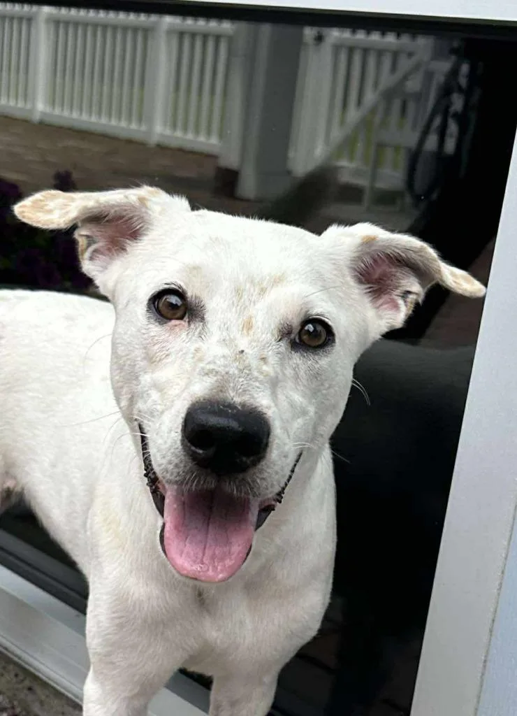 A young medium-sized female Hound dog named Shiba for adoption in New Bern, NC