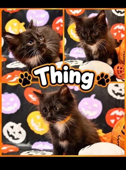 A baby large-sized male Domestic Long Hair cat named Thing for adoption in Rensselaer, IN