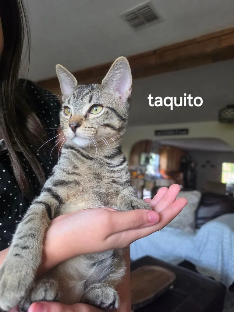 A baby medium-sized male Tabby cat named Taquito for adoption in San Antonio, TX