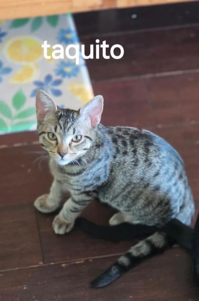 Taquito thumbnail 2
