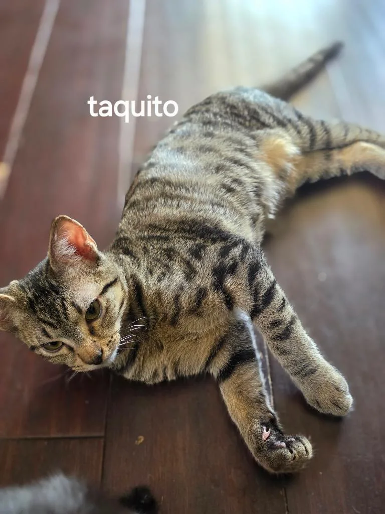 Taquito thumbnail 3