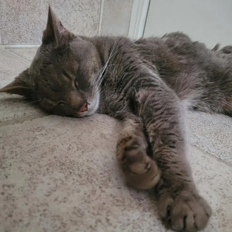 An adult medium-sized female Gray / Blue / Silver Domestic Short Hair cat named Lucy for adoption in Forest Park, IL