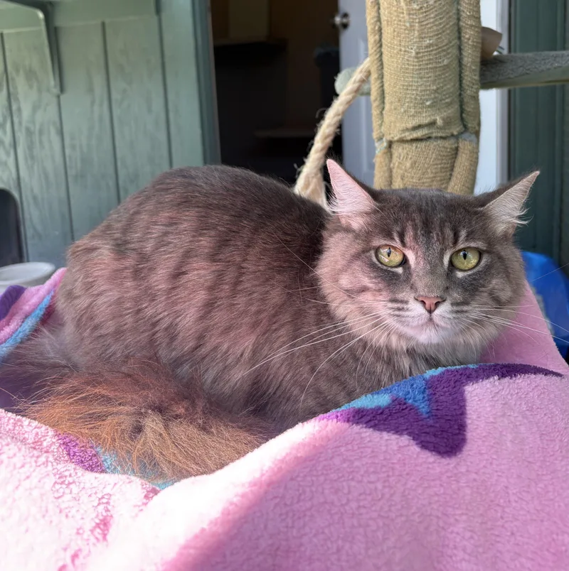 A young medium-sized female Tabby (Gray / Blue / Silver) Domestic Long Hair cat named Iris for adoption in Lathrop, CA