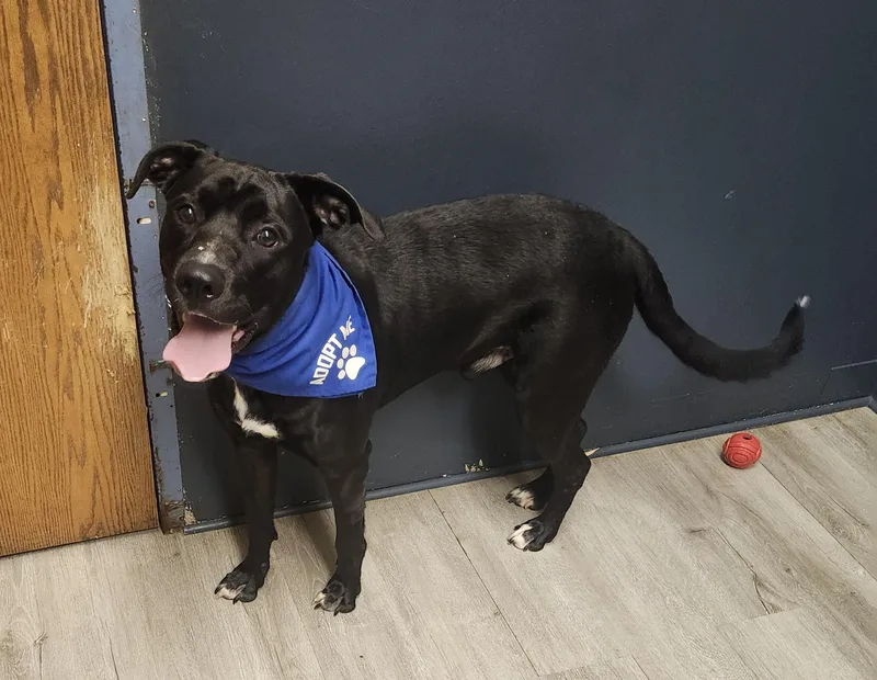 A young medium-sized male Black Labrador Retriever dog named Chainz for adoption in Mansfield, OH