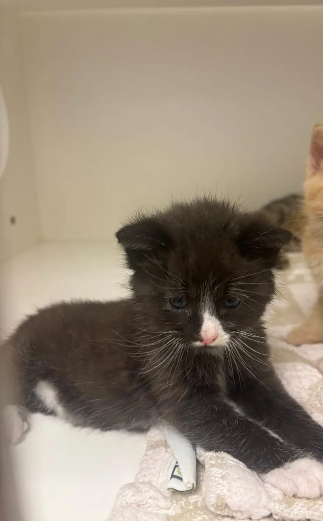A baby small-sized male Domestic Short Hair cat named Berlioz for adoption in Greenfield, IN