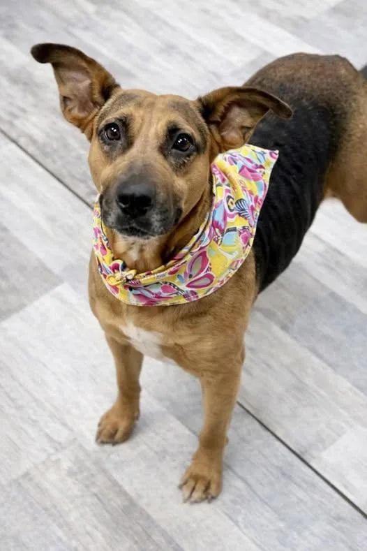 A young medium-sized female Basset Hound dog named Daisy for adoption in Olympia, WA