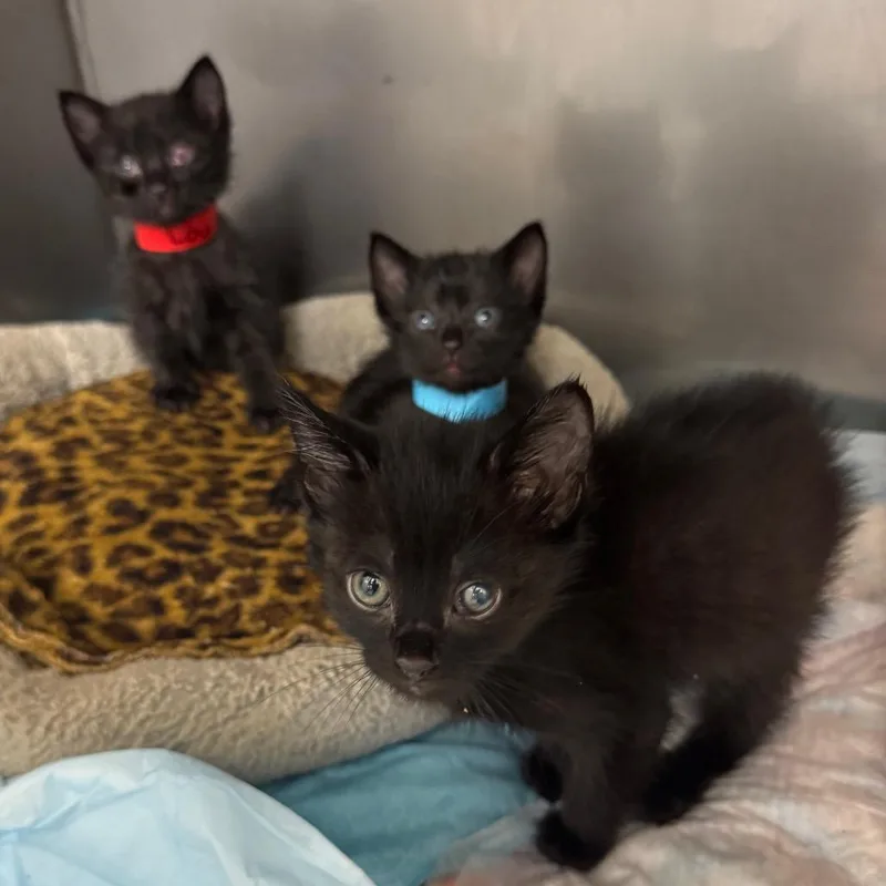 A baby small-sized male Black Domestic Short Hair cat named Louie for adoption in Los Angeles, CA