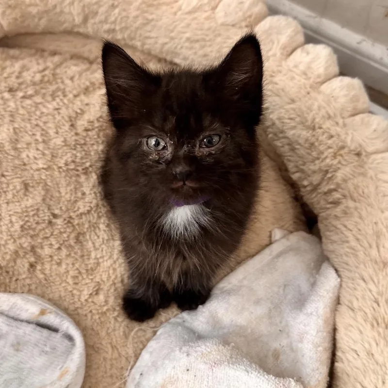 A baby small-sized female Black Domestic Short Hair cat named Wynonna for adoption in Ashland, VA