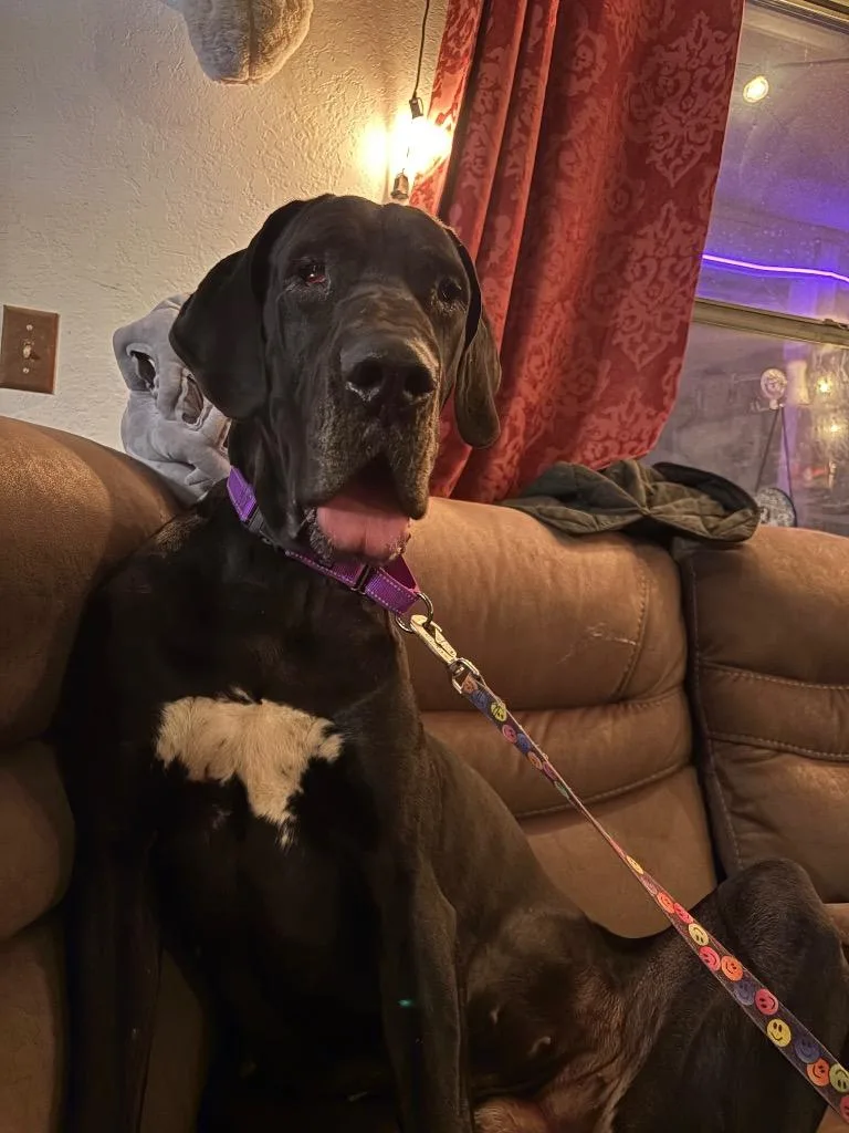 A young large-sized female Great Dane dog named Nisha for adoption in Reno, NV