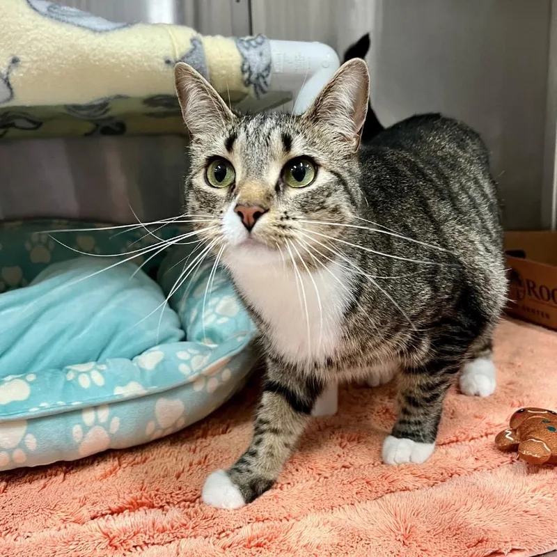 An adult small-sized female Brown / Chocolate Domestic Short Hair cat named Cassette for adoption in Frederick, MD