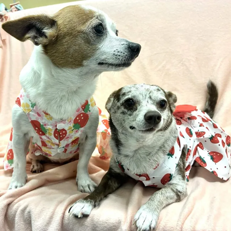 A senior small-sized female White / Cream Chihuahua dog named Rita for adoption in Beaumont, TX
