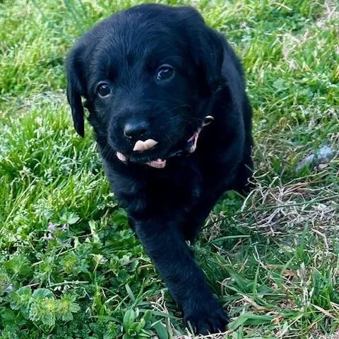 Mckenzie thumbnail 3