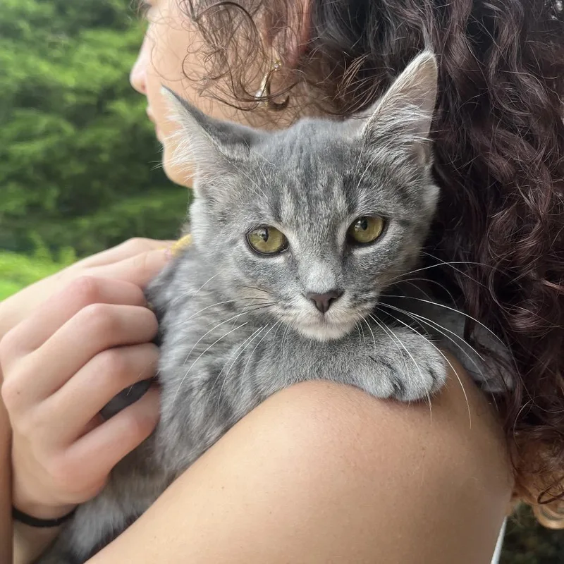 A baby small-sized female Gray / Blue / Silver Domestic Short Hair cat named Cara for adoption in Chattanooga, TN